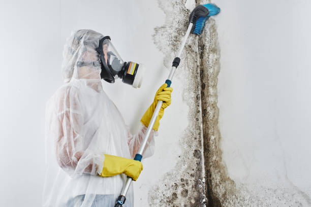 Best Residential Mold Remediation in Amherst, TX