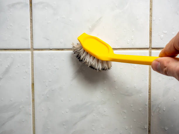 Best Basement Mold Remediation in Amherst, TX