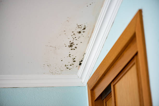 Best Health and Safety Mold Remediation in Amherst, TX