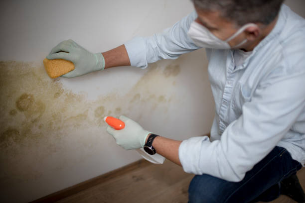 Best Mold Testing and Inspection Services in Amherst, TX