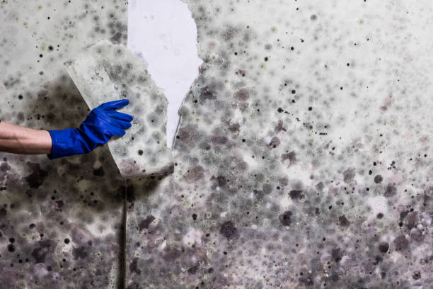 Best Attic Mold Remediation in Amherst, TX