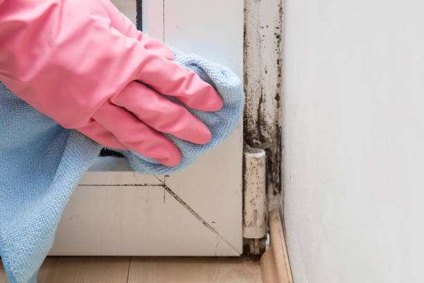 Best Mold Testing and Inspection Services in Amherst, TX