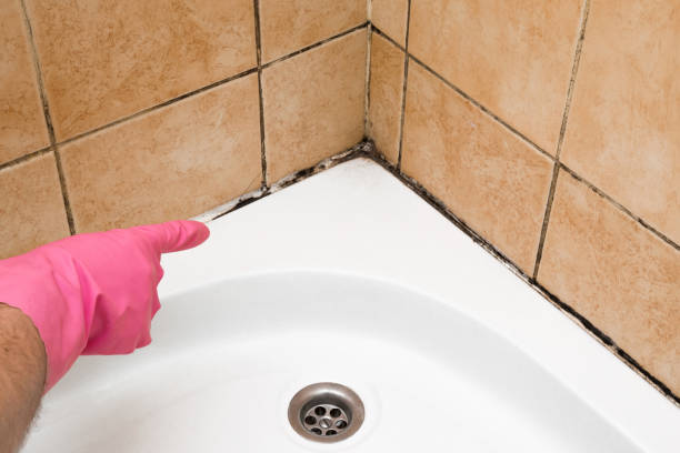 Best Residential Mold Remediation in Amherst, TX